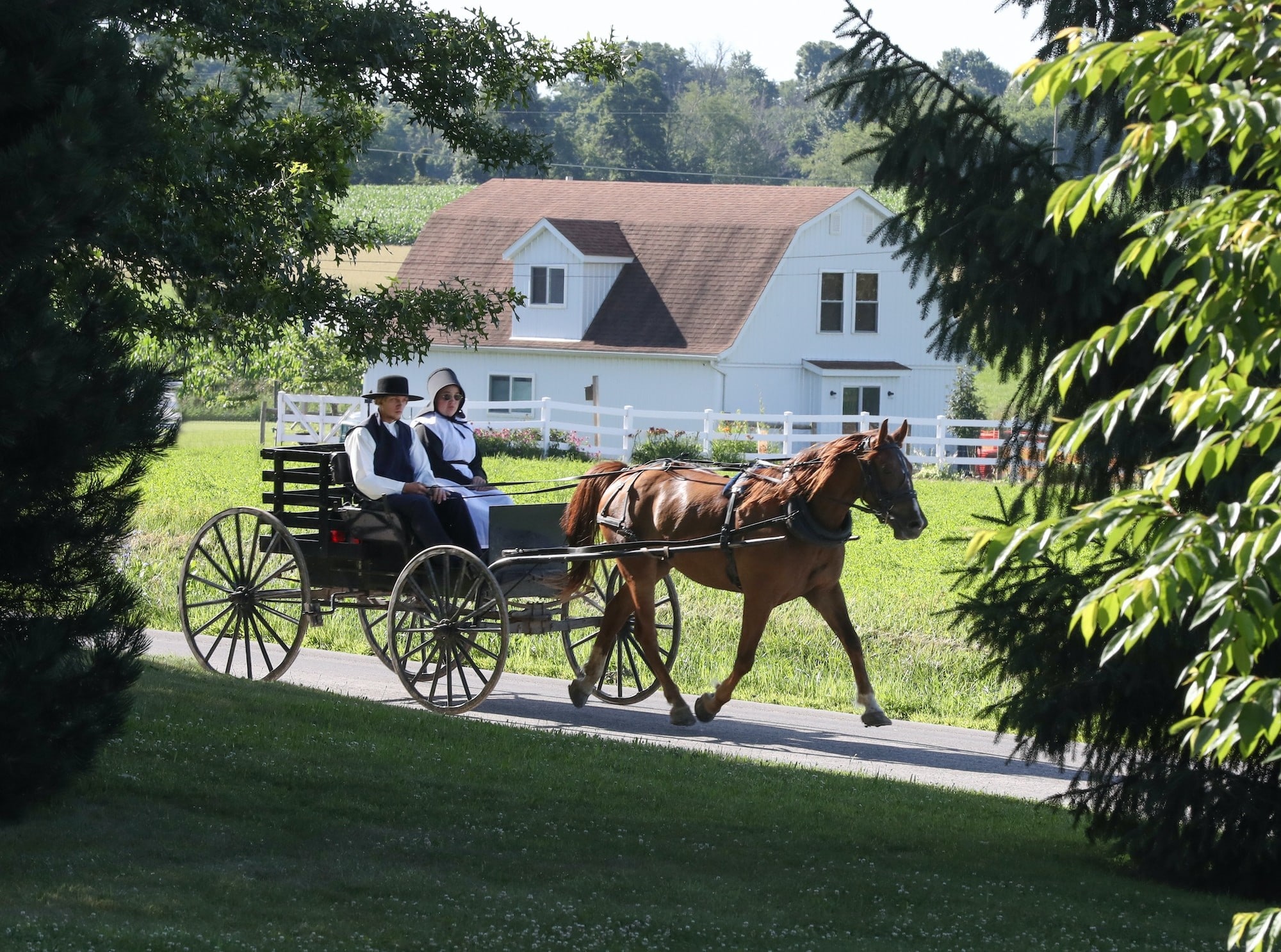 Amish Buggy Ride Tour in Sugarcreek Ohio